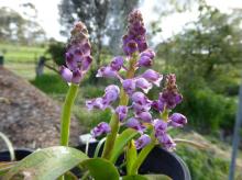 Lachenalia pustulata