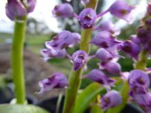 Lachenalia pustulata