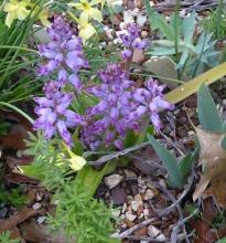 Lachenalia splendida