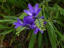 Babiana stricta -purple