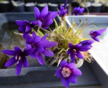 Geissorhiza monanthos