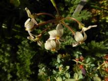 Pelargonium triste