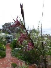 Gladiolus liliaceus