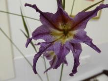 Gladiolus liliaceus at night