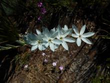 Ixia "Teal" seedling, white