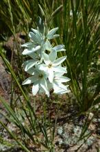 Ixia "Teal" seedling, pale blue