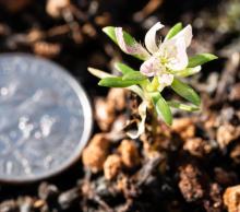 D. alpinus seedling, dime for scale