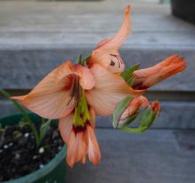 Gladiolus meliusculus
