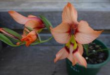 Gladiolus meliusculus