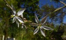 Gladiolus stellatus