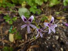 Pelargonium iocastrum