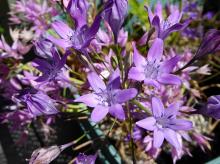 Triteleia bridgesii