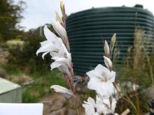 Gladiolus maybe wilsonii