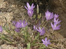 Brodiaea californica