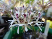 Pelargonium curviandrum