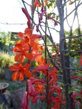 Watsonia socium