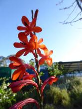 Watsonia socium