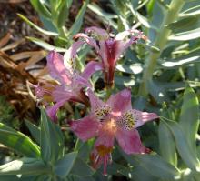 Alstroemeria hookeri