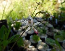 Pelargonium laxum