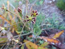 Pelargonium anethifolium
