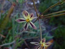 Pelargonium anethifolium