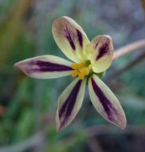 Pelargonium anethifolium