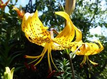 Lilium leichtlinii