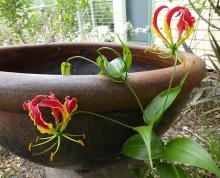 Gloriosa superba