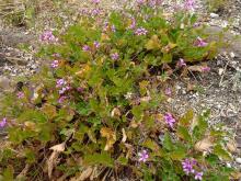 Pelargonium rodneyanum