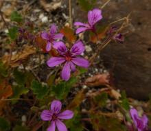 Pelargonium rodneyanum