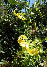 Aurelian Lilium Mimosa Star