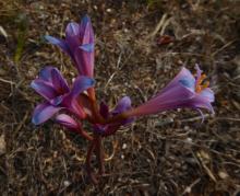 Lycoris sprengeri 