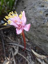 Haemanthus barkerae