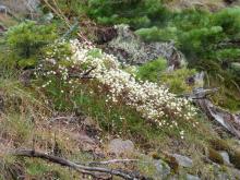 Saxifraga bronchialis