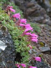 Penstemon rupicola