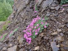 Penstemon rupicola