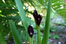 Roscoea scillifolia Black Form