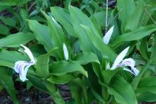 Roscoea purpurea 'Purple Streaker'