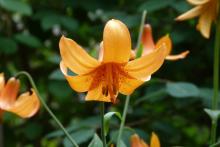 Lilium canadense