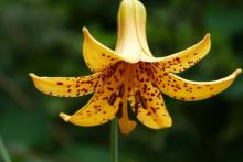 Lilium canadense