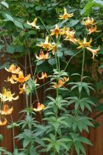 Lilium canadense