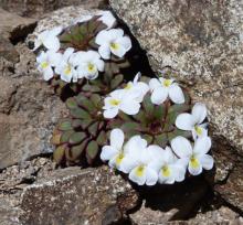 Viola sacculus