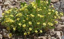 Oxalis nahuelhuapiensis