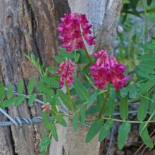 Vicia nigricans