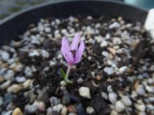 Colchicum cupanii