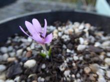 Colchicum cupanii