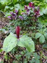 Helleborus x hybridus and Trillium sessile?