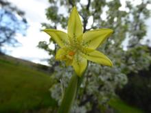 Moraea marlothii