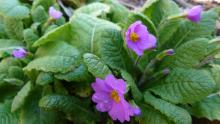 Primula vulgaris ssp. sibthorpii