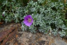 Geranium harveyii